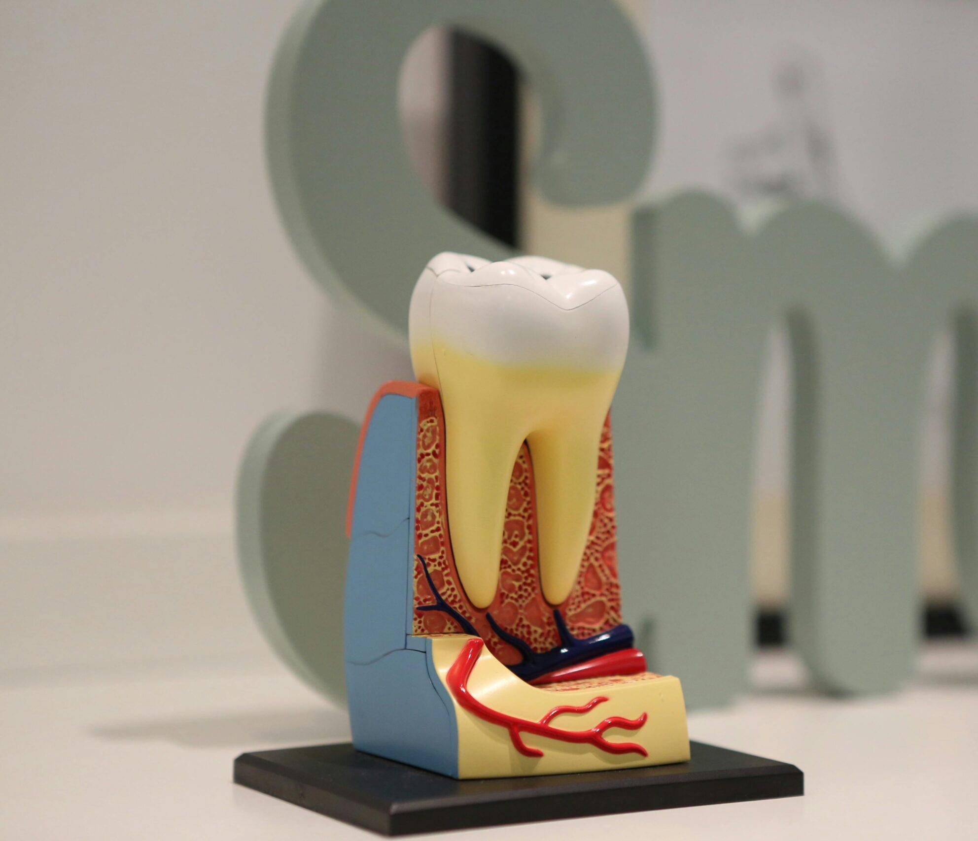 Close-up of a realistic dental model showing tooth anatomy with the word 'smile' in the background.